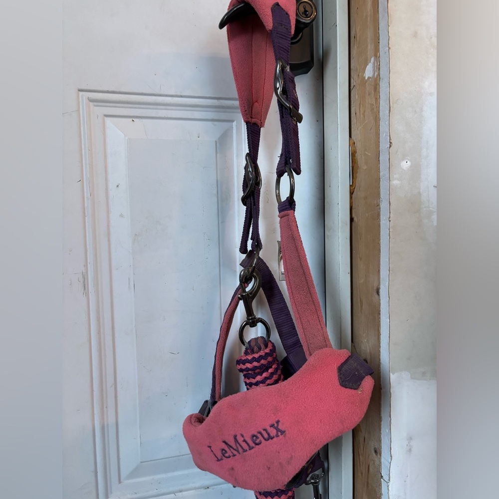 LeMieux Papaya Halter